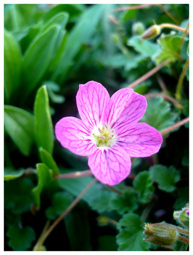 pink flower IV.