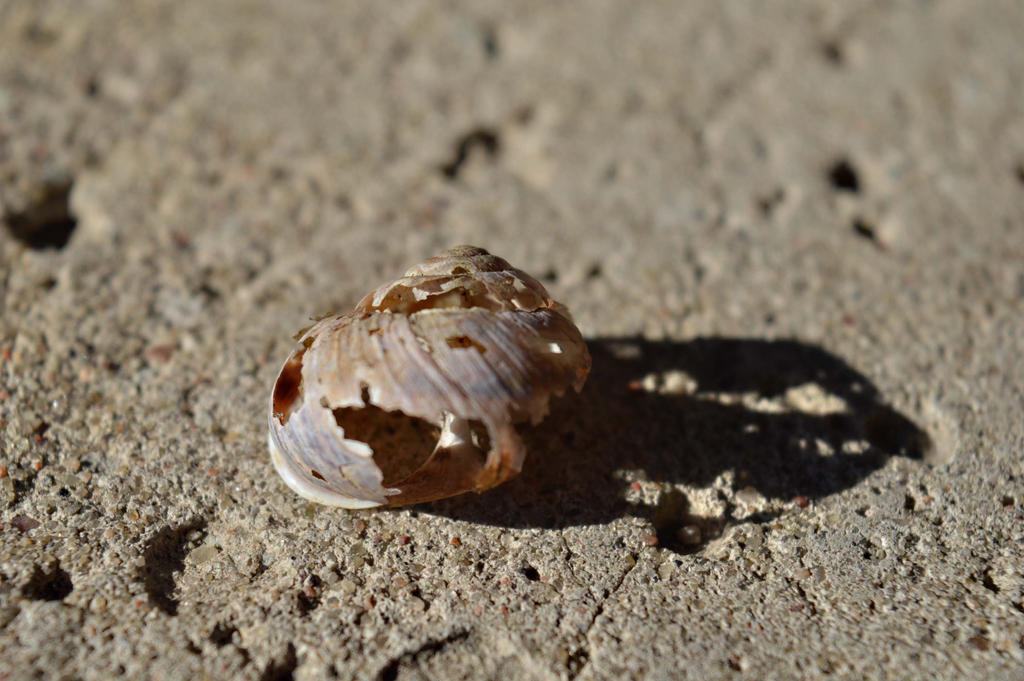 Broken shell by CrosslineAnimator on DeviantArt