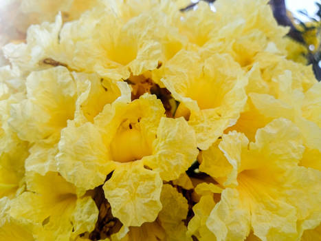 Yellow Flower Closeup