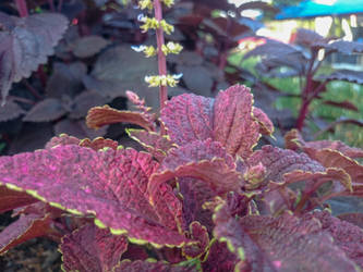 Red Leaf Plant Closeup