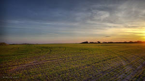 Field of Youth