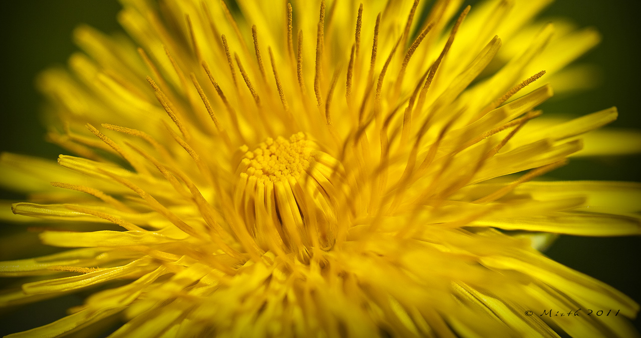 Taraxacum