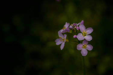 Cardamine Pratensis