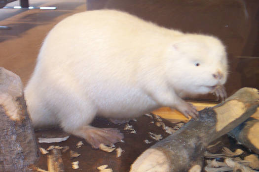 White Beaver