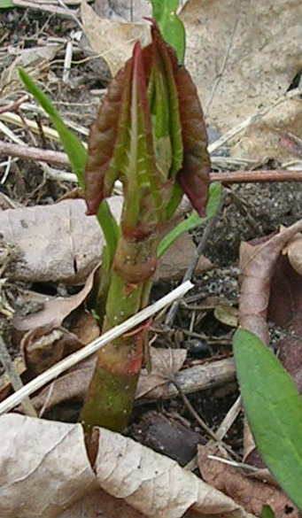 Japanese Knotweed Sprout By Kieran On Deviantart Japanese Knotweed Sprout By Kieran On Deviantart