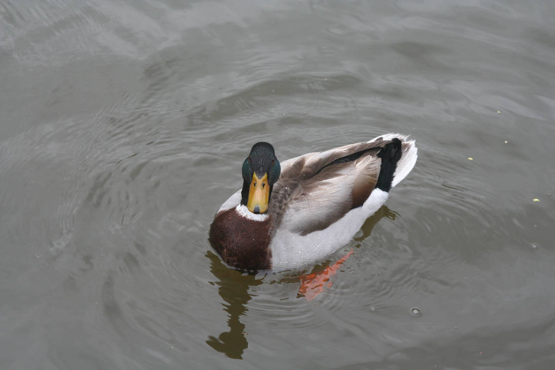 Mallard Drake 3 by KoutetsuKaigun on DeviantArt