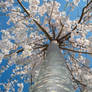Weeping Cherry Tree