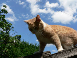 Cat on the roof 2