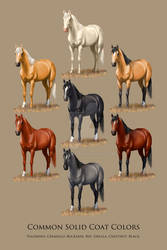 Horse Common Solid Coat Colors Chart