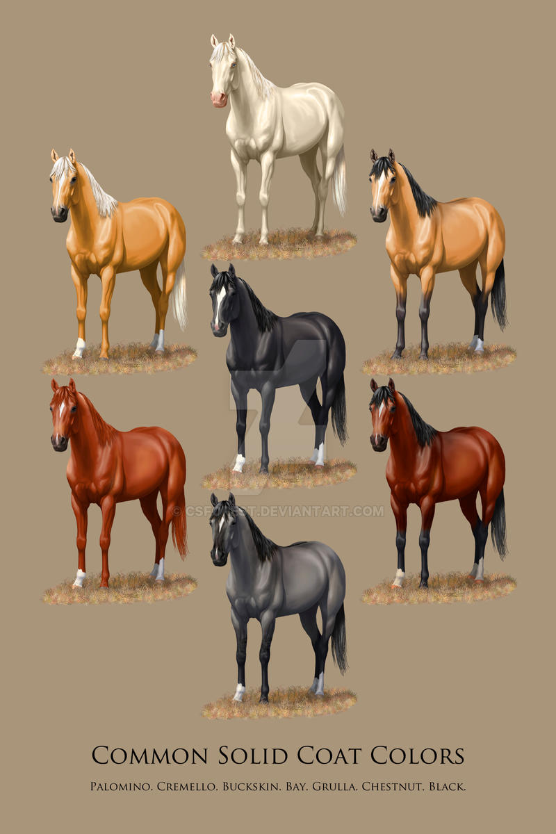 Horse Common Solid Coat Colors Chart by CSForest on DeviantArt