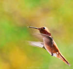Hurried Flight by JaclynTanemura