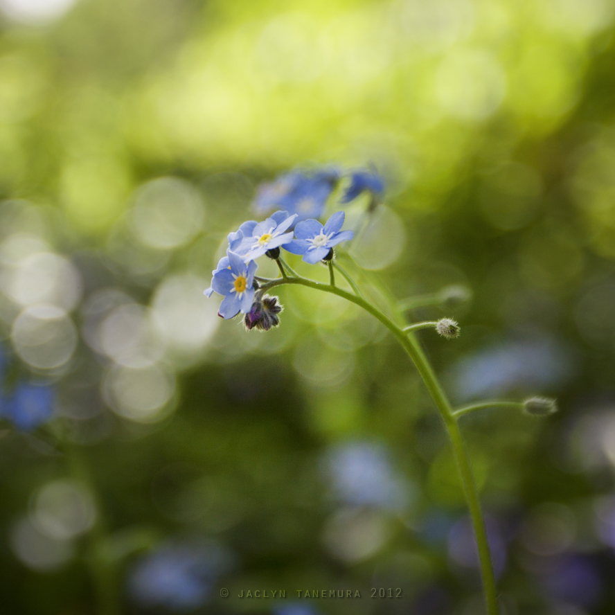 Forget Me Not