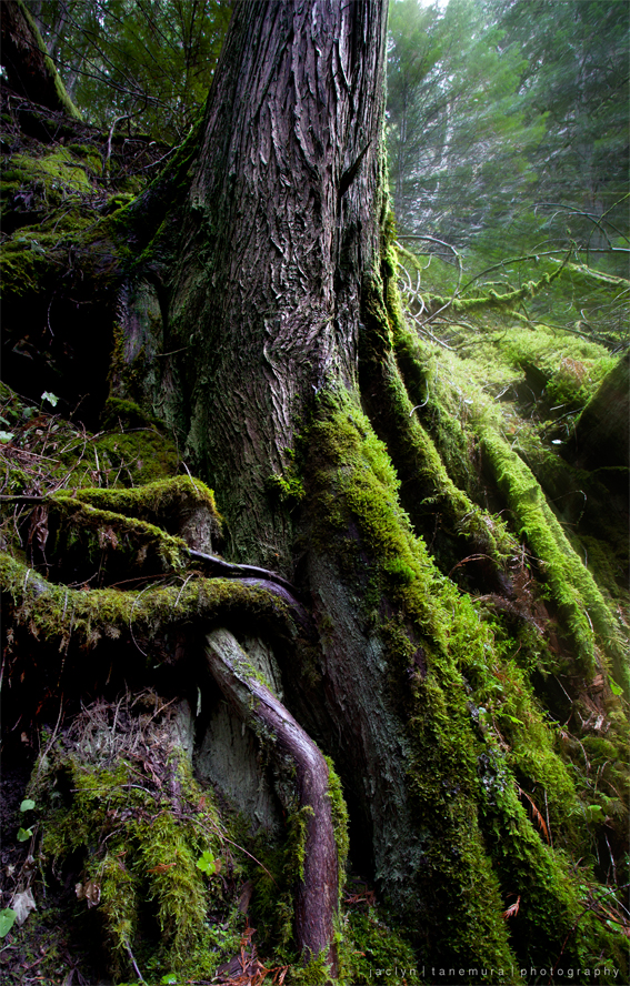 The Roots of Fangorn