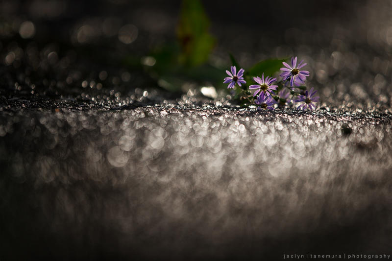 After the Rain by JaclynTanemura