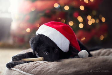 christmas puppy