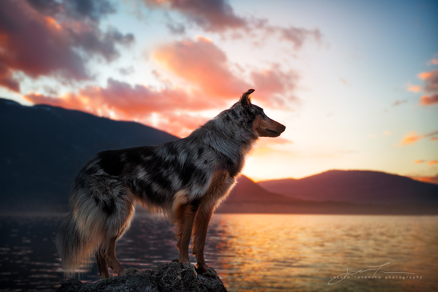 Немецкая овчарка на море Немецкая овчарка на море