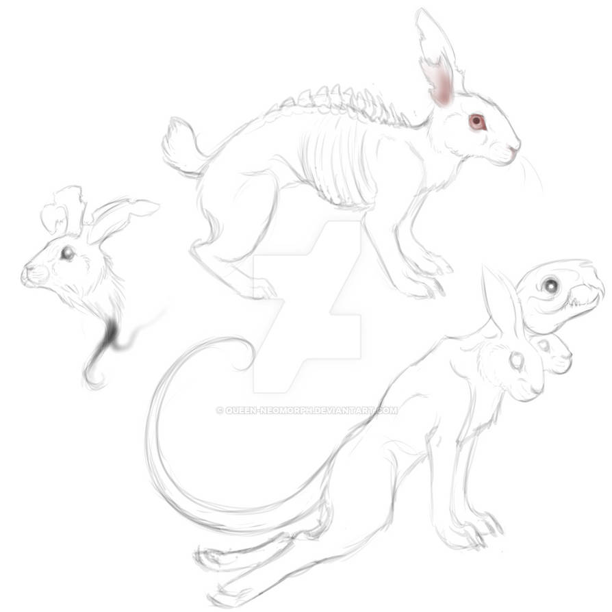 Anamorphic Rabbit Rabbit Designs by Queen-Neomorph on DeviantArt