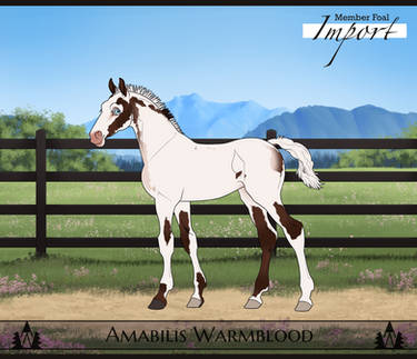 Foal Design