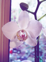 orchid 1