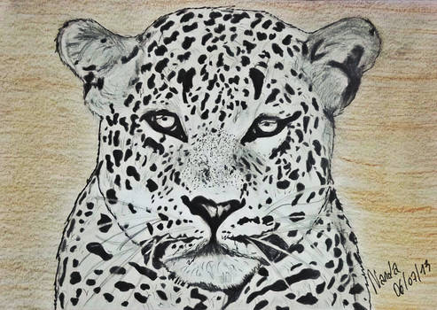 Leopard