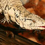 Argentine Black and White Tegu