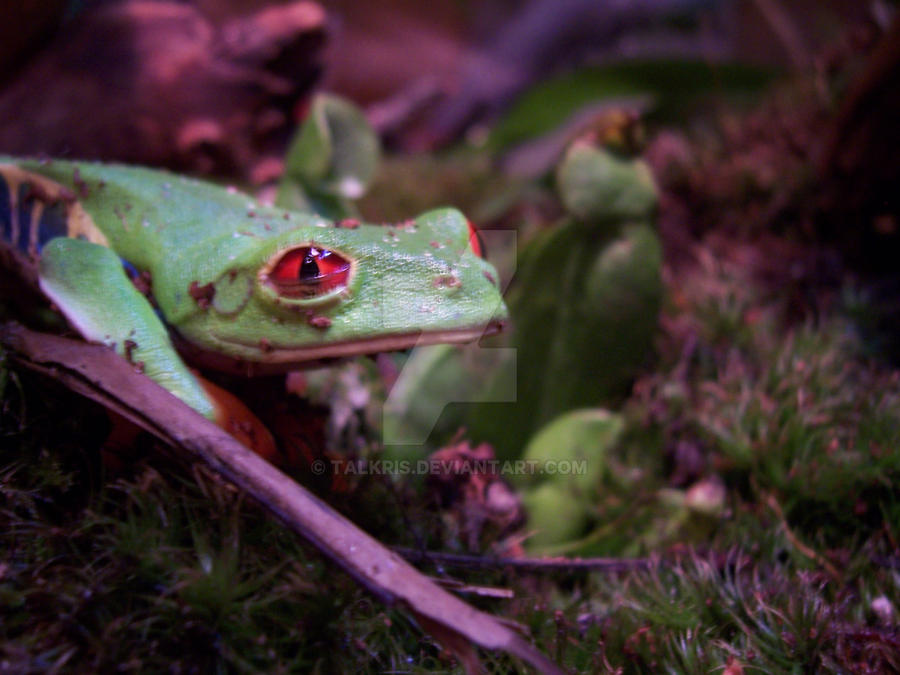 Frumpy Face by Talkris on DeviantArt