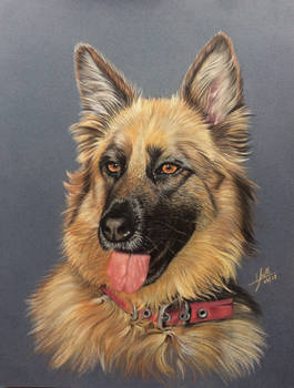 Pastel pencil drawing of a dog