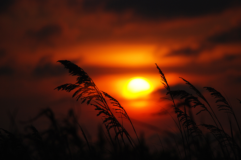 Sunset sea oats