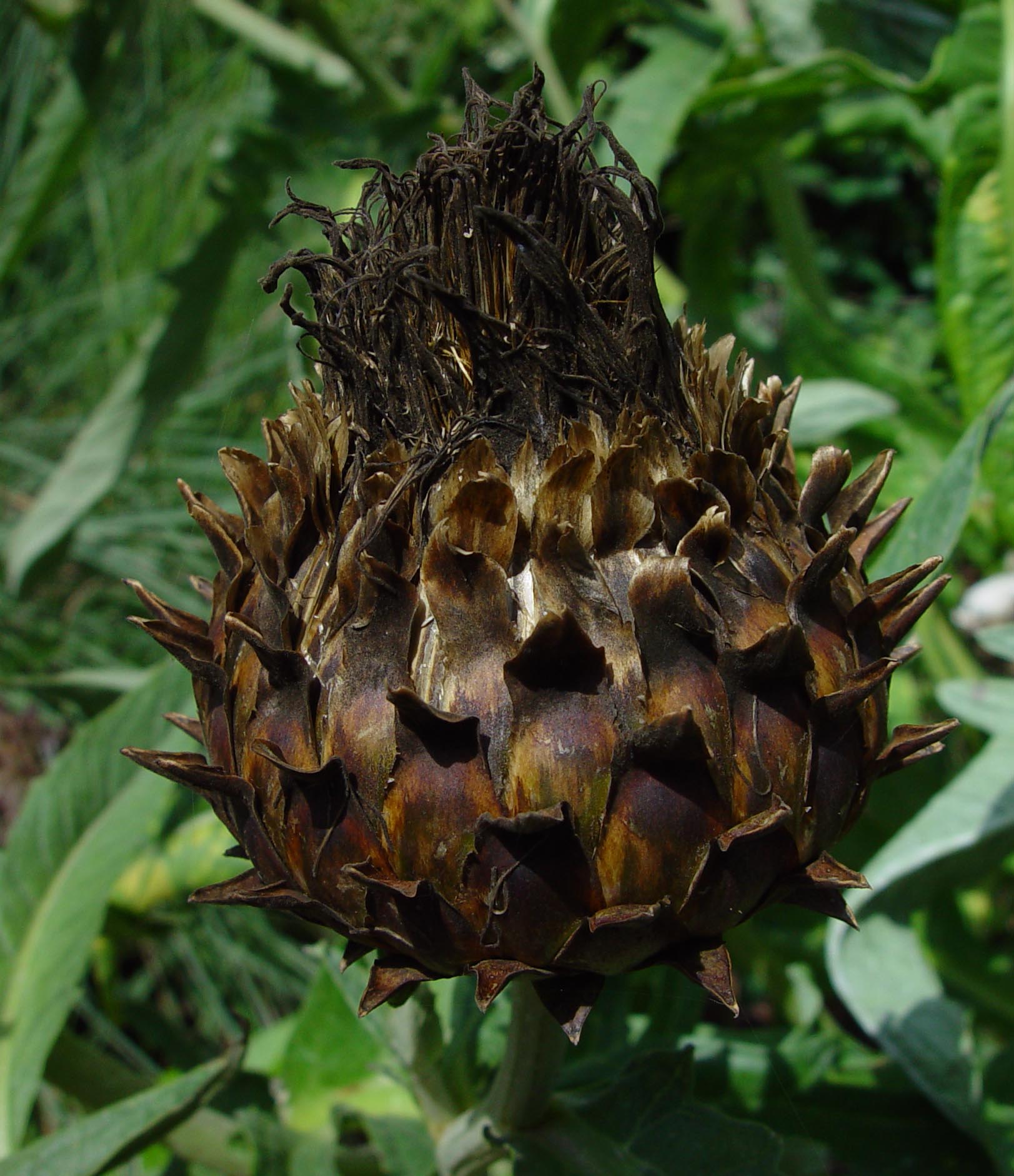 Weirdo Thistle Plant Macro