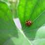 Ladybug Macro