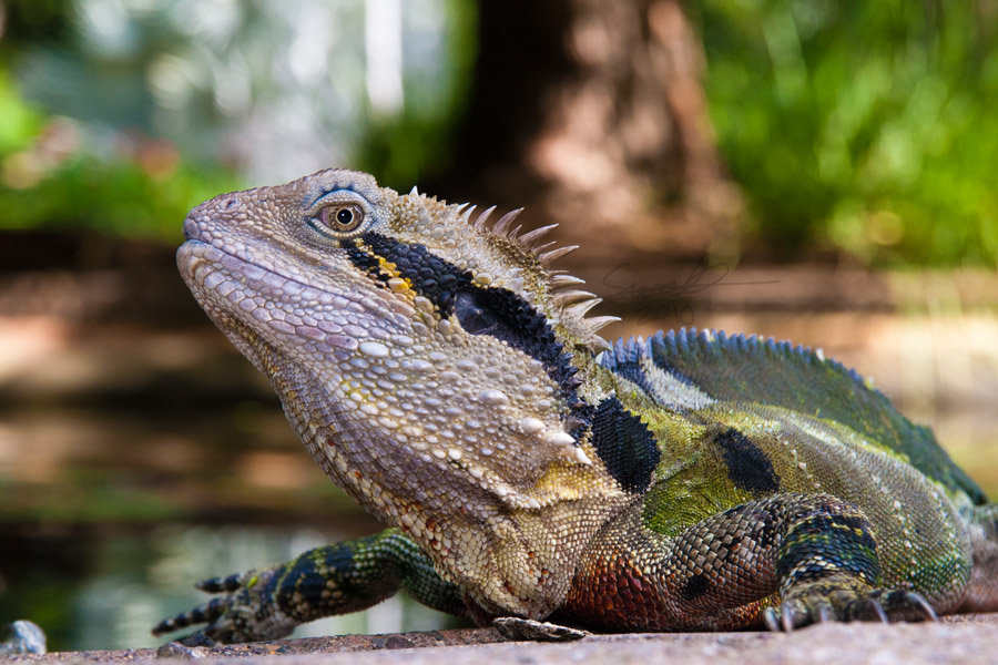 Eastern Water Dragon 5