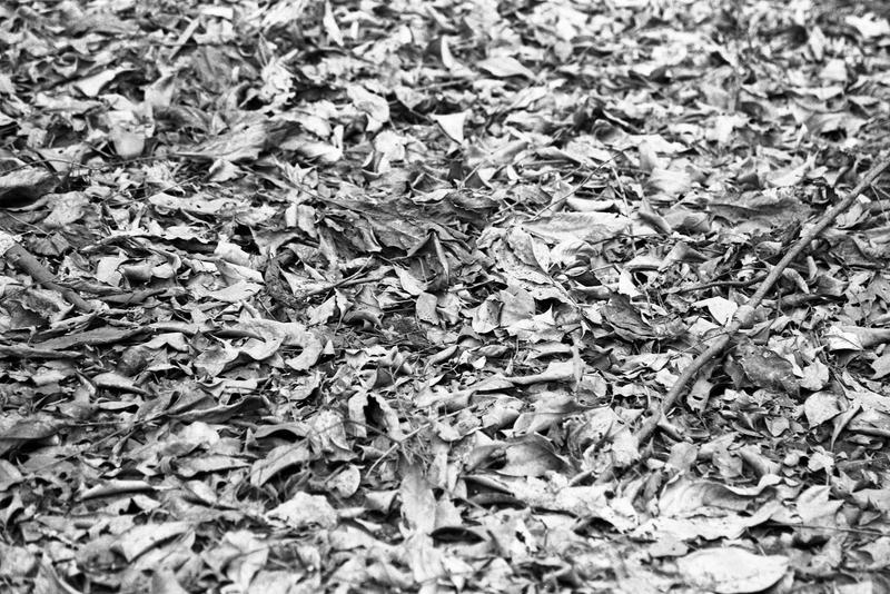 Leaf Litter by ShannonIWalters