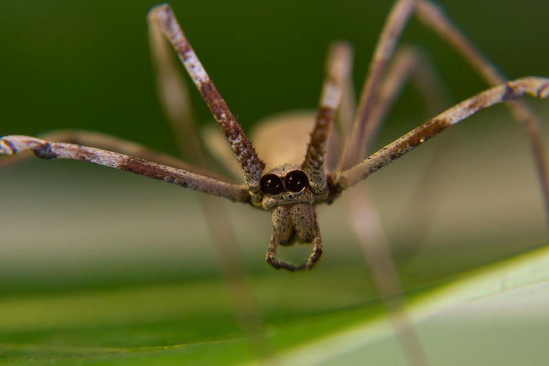 Rufous Net Casting Spider 01 by ShannonIWalters