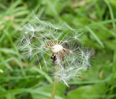 Dandelion