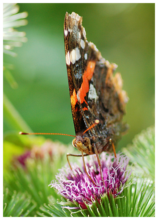 Portrait of a Butterfly