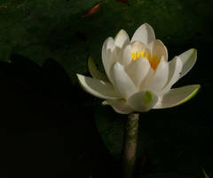 White water lily