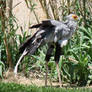 The Secretary Bird