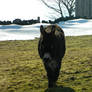 Enjoying the climate, donkey?
