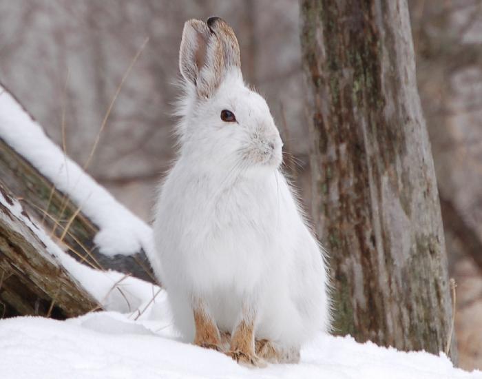 ShowshoeRabbit Close Up