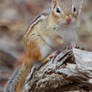 Chipmunk