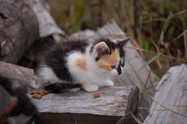 Stray Kittens 2