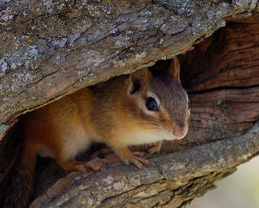 Chipmunk 07 01