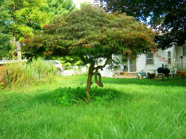 Little Tree Obsession Little Tree by megumishizen on DeviantArt