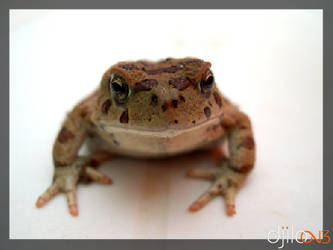 crapaud - bufo Calamita 7