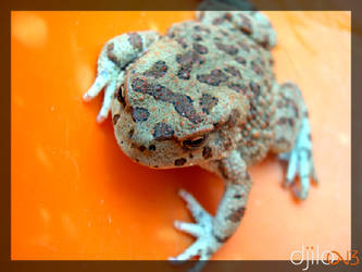 Crapaud - Bufo calamita 5