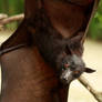 Fruit Bat