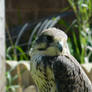 Rosaleen the Prairie Falcon
