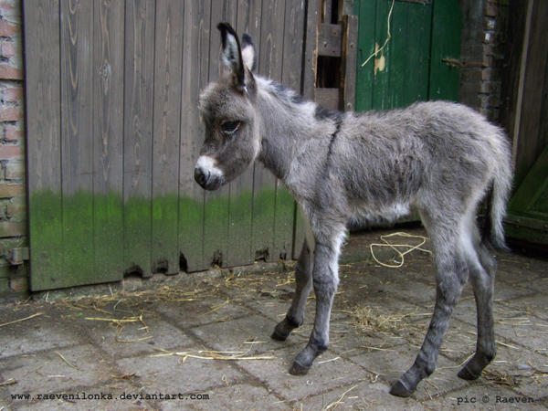 Donkey's foal