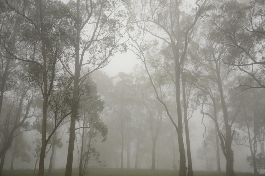 Picnic Point Fog by Callsign-Shutter