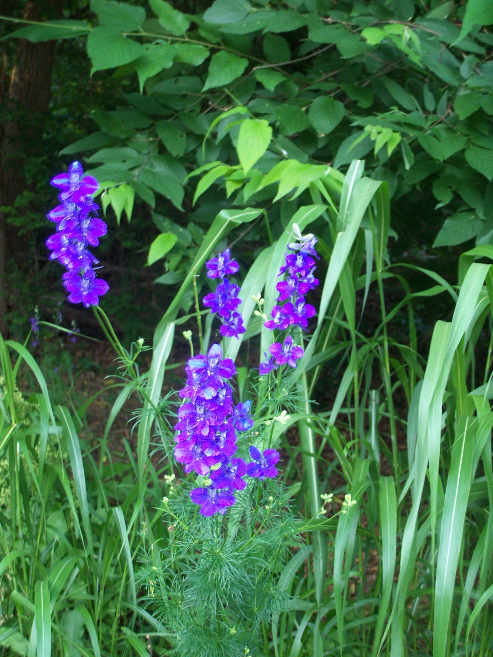 Lovely Wild Flowers